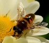Вашему здоровью помогут пчёлы